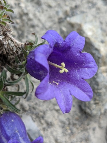 Campanula alpestris (Campanula alpestris)