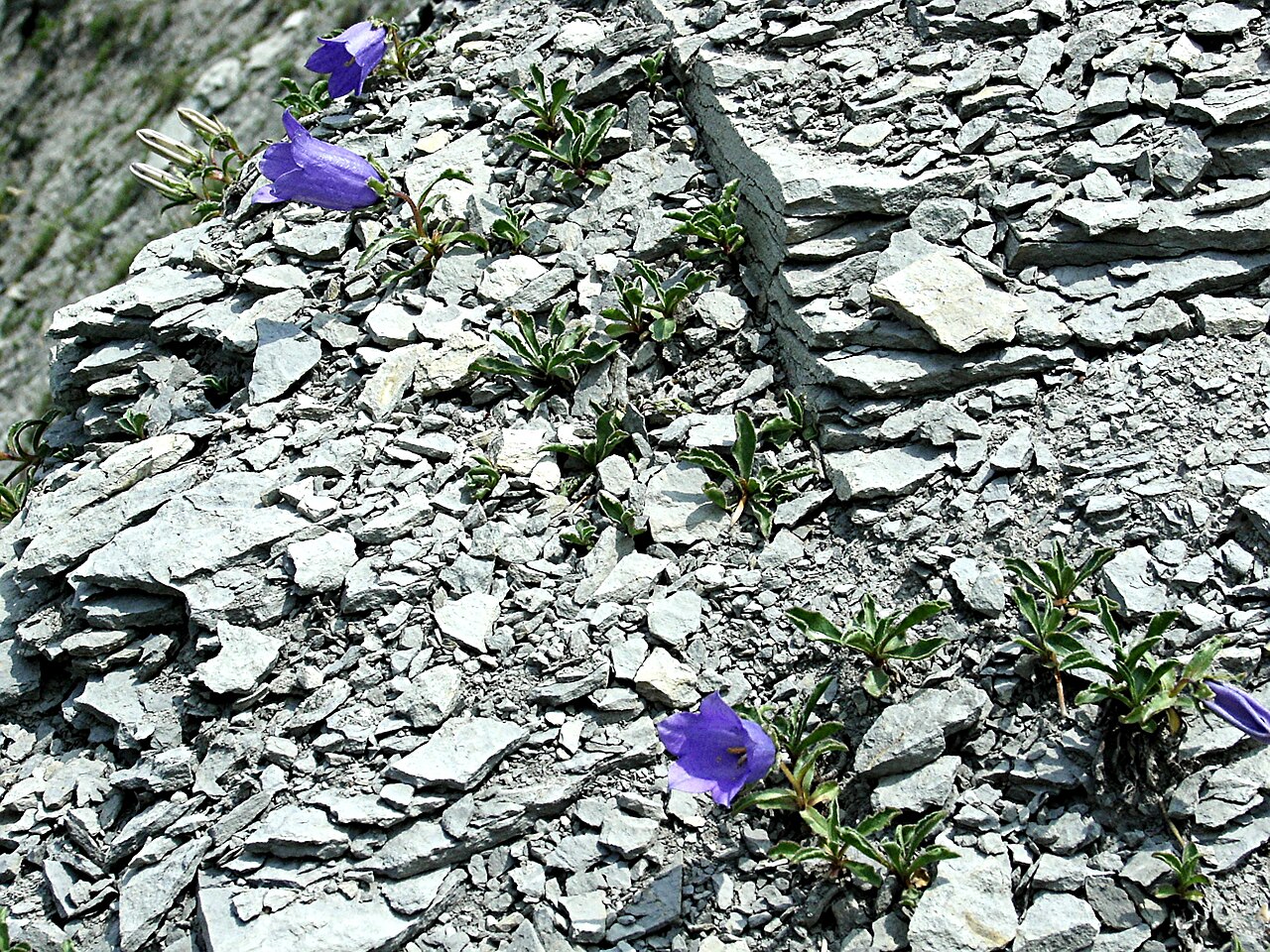 Campanula alpestris: Campanula alpestris, Massif du Vercors