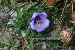 Campanula alpestris (Campanula alpestris)