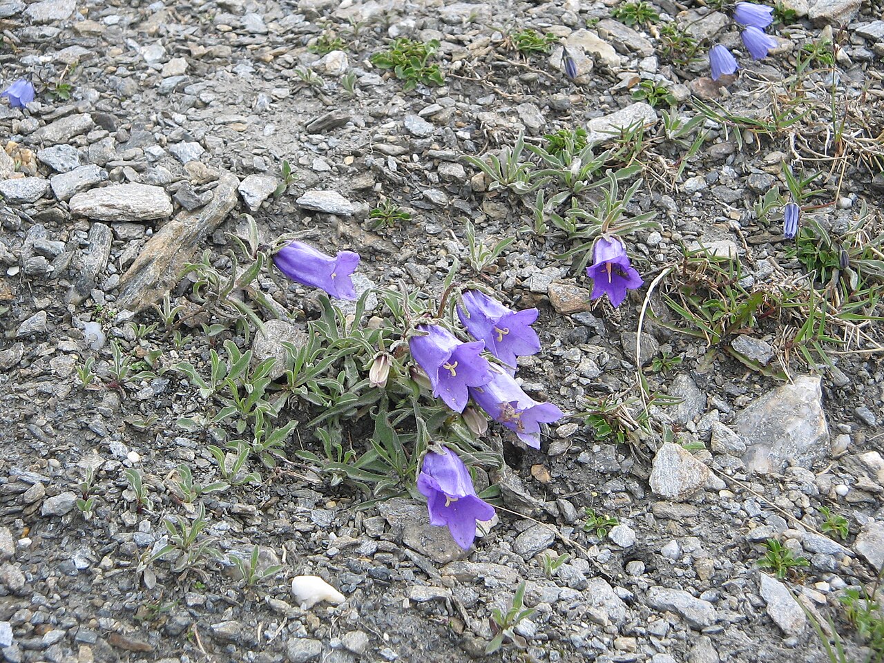 Campanula alpestris: Campanula alpestris dans la Vanoise, autre prise de vue dans la même station