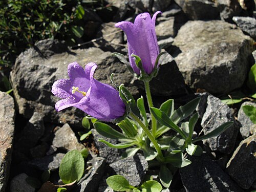 Campanula alpestris: Campanula alpestris