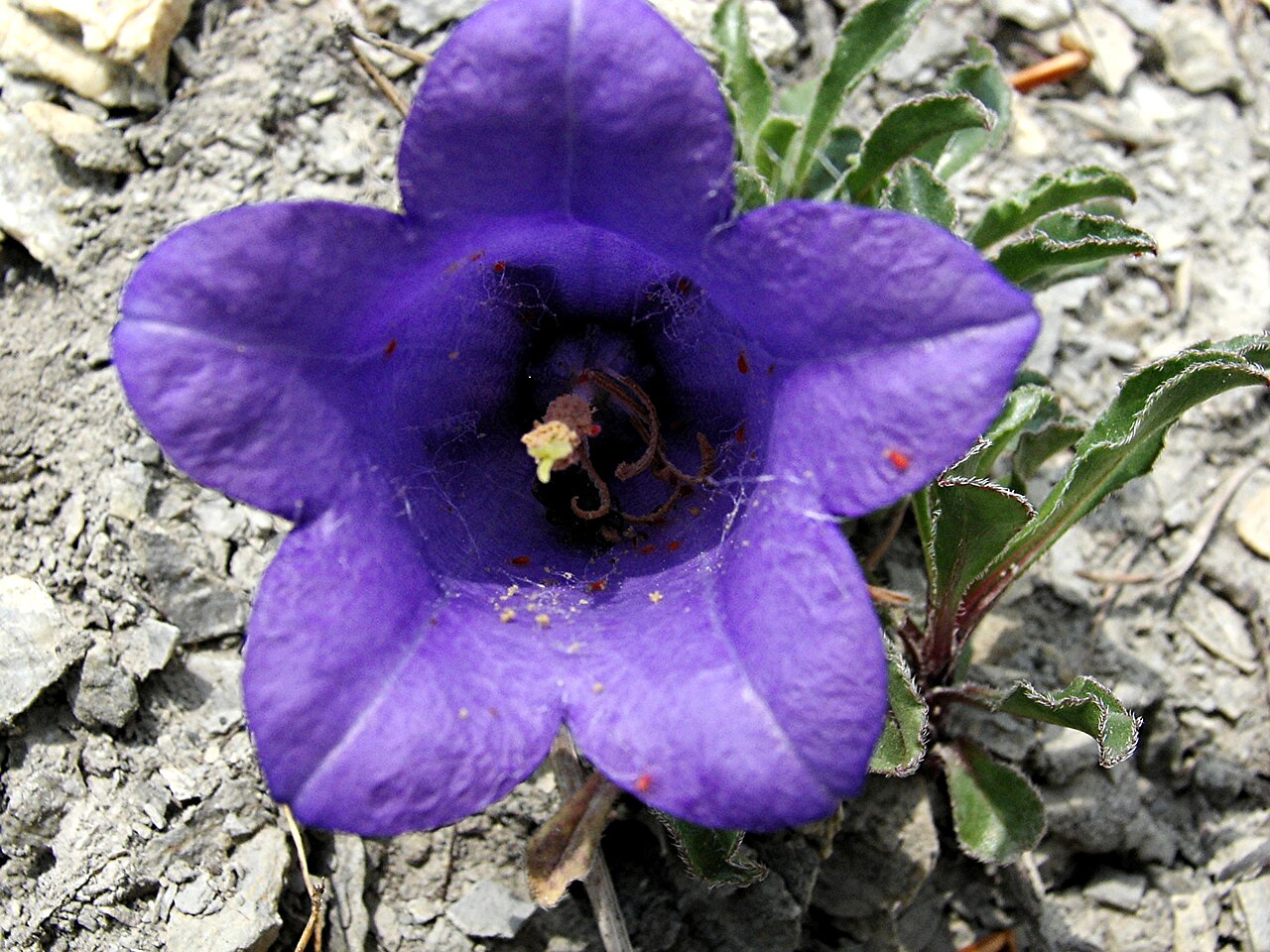 Campanula alpestris: Campanula alpestris, Massif du Vercors