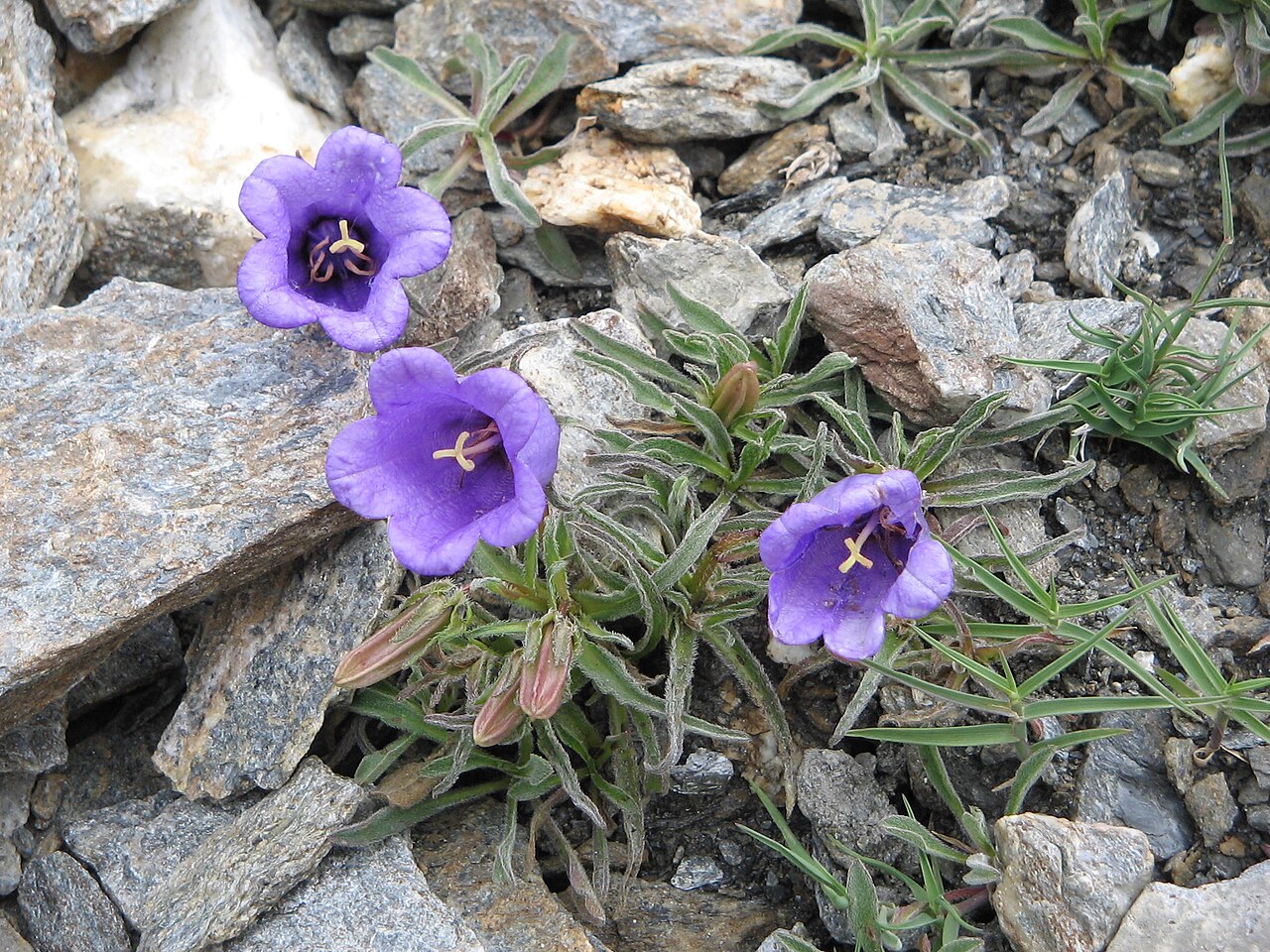 Campanula alpestris: Campanula alpestris dans la Vanoise