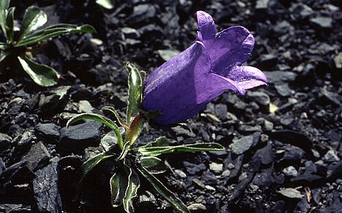 Campanula alpestris: Campanula allionii - Flower