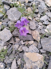 Campanula alpestris (Campanula alpestris)