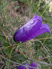 Campanula alpestris (Campanula alpestris)