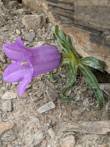 Campanula alpestris (Campanula alpestris)