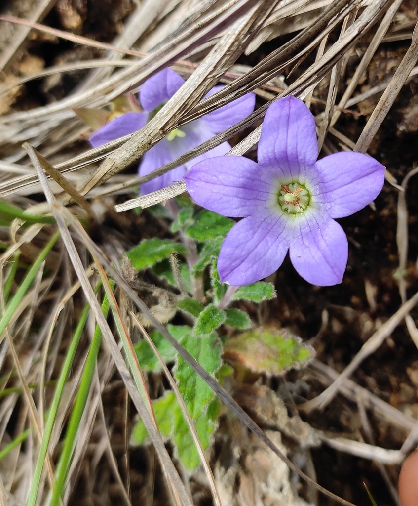 Campanula alphonsii (Campanula alphonsii)