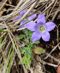 Campanula alphonsii (Campanula alphonsii)