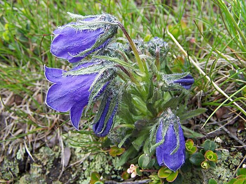 Campanula alpina: Campanula alpina (pl. dzwonek alpejski) - Tatra Mountains, Dolina Tomanowa