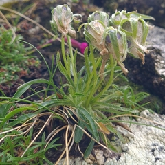 Campanula alpina (Campanula alpina)