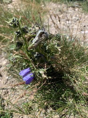 Campanula alpina (Campanula alpina)