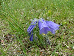 Campanula alpina (Campanula alpina)