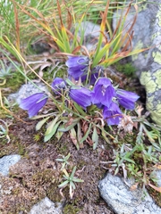 Campanula alpina (Campanula alpina)