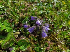 Campanula alpina (Campanula alpina)