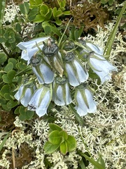 Campanula alpina (Campanula alpina)