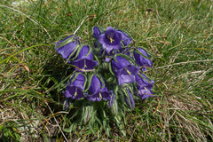 Campanula alpina (Campanula alpina)