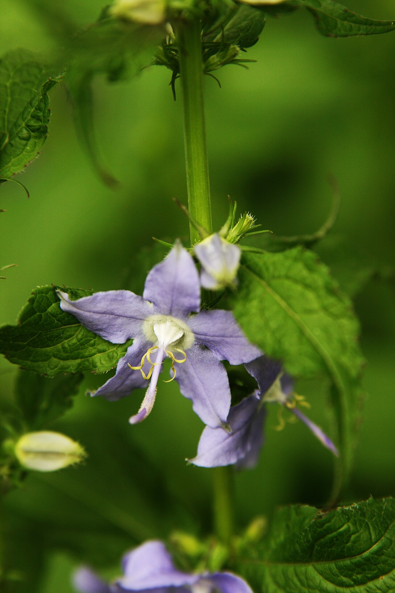 American bellflower (Campanula americana)