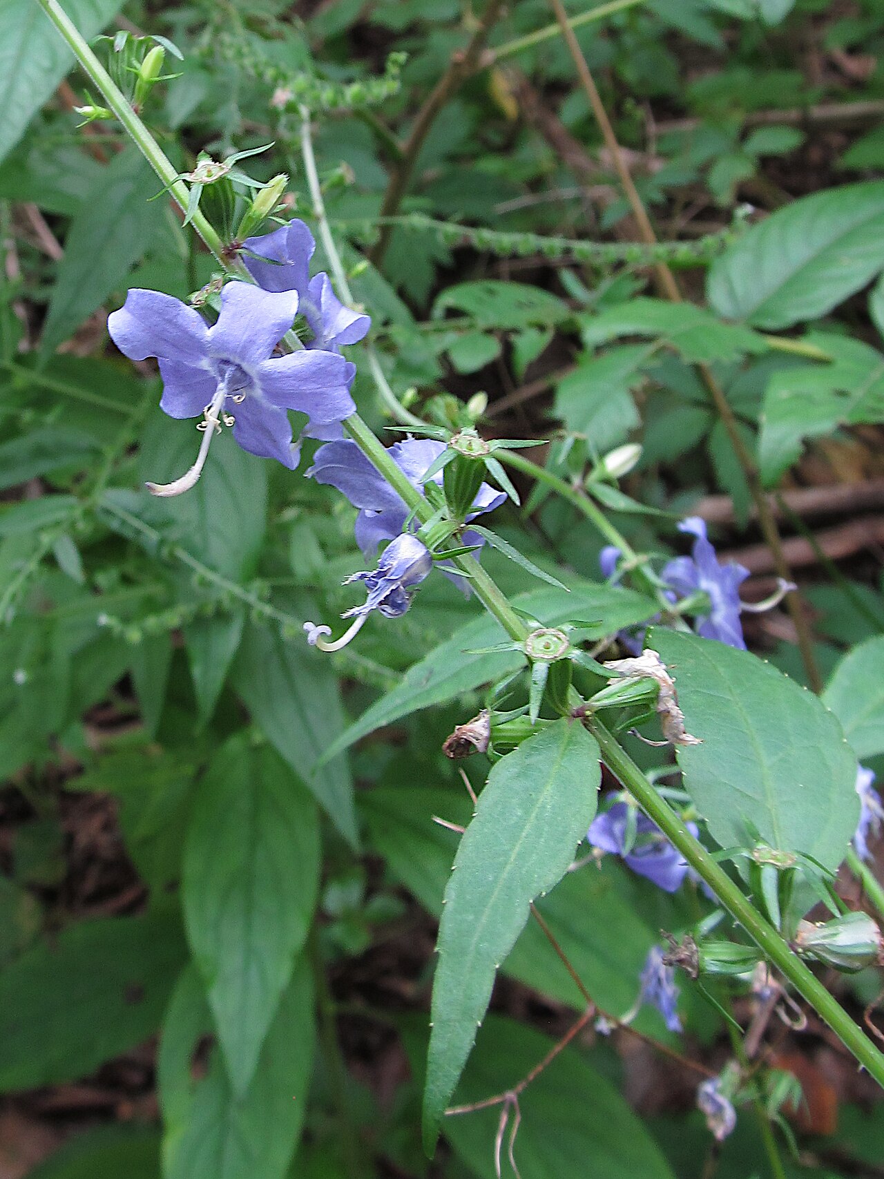 American bellflower: American Bellflower ( Campanula americana ) blooming in the Seldom Seen Greenway, Pittsburgh