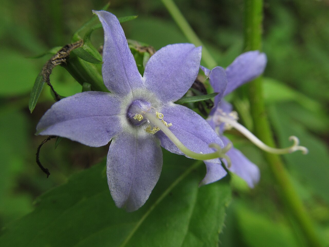American bellflower: American Bellflower ( Campanula americana ) blooming in the Seldom Seen Greenway, Pittsburgh