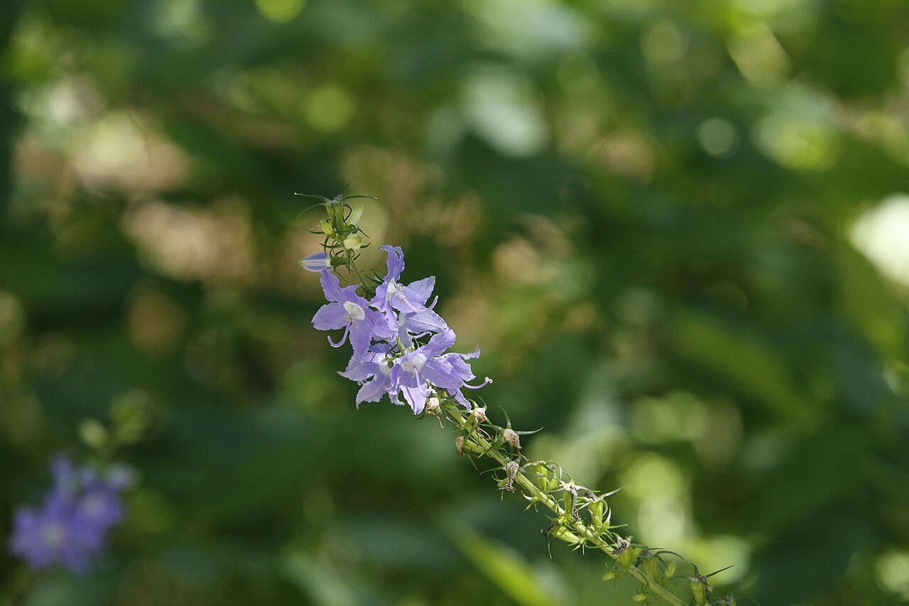 American bellflower: This is the American Bellflower. It was spotted in a soggy open woods, along a water shore. It is about 30 inches long . The flowers have 5 blue petals with a c