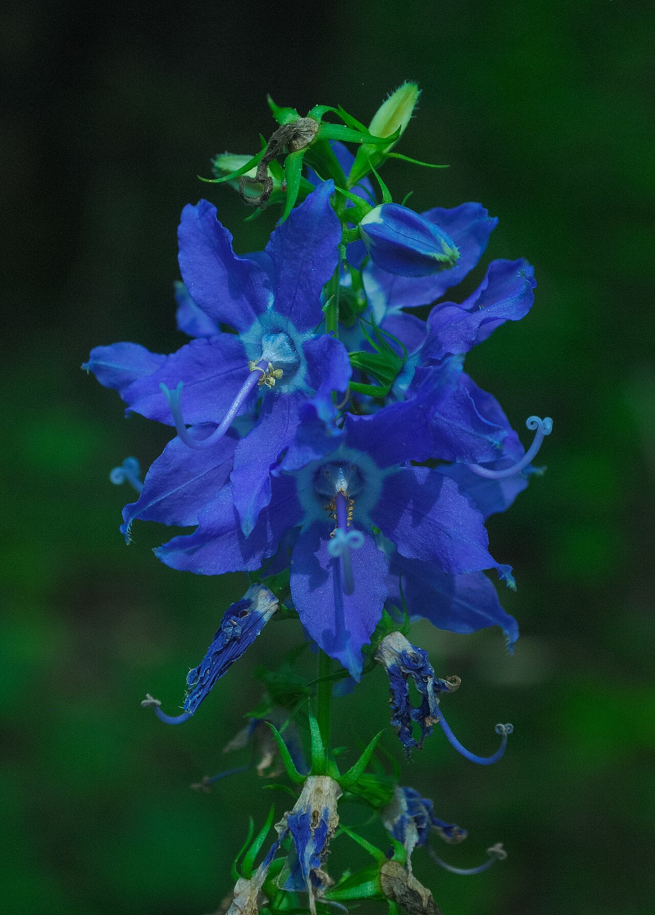 American bellflower: Van Loon Floodplain Savanna Wisconsin State Natural Area #569 Van Loon Wildlife Area La Crosse County