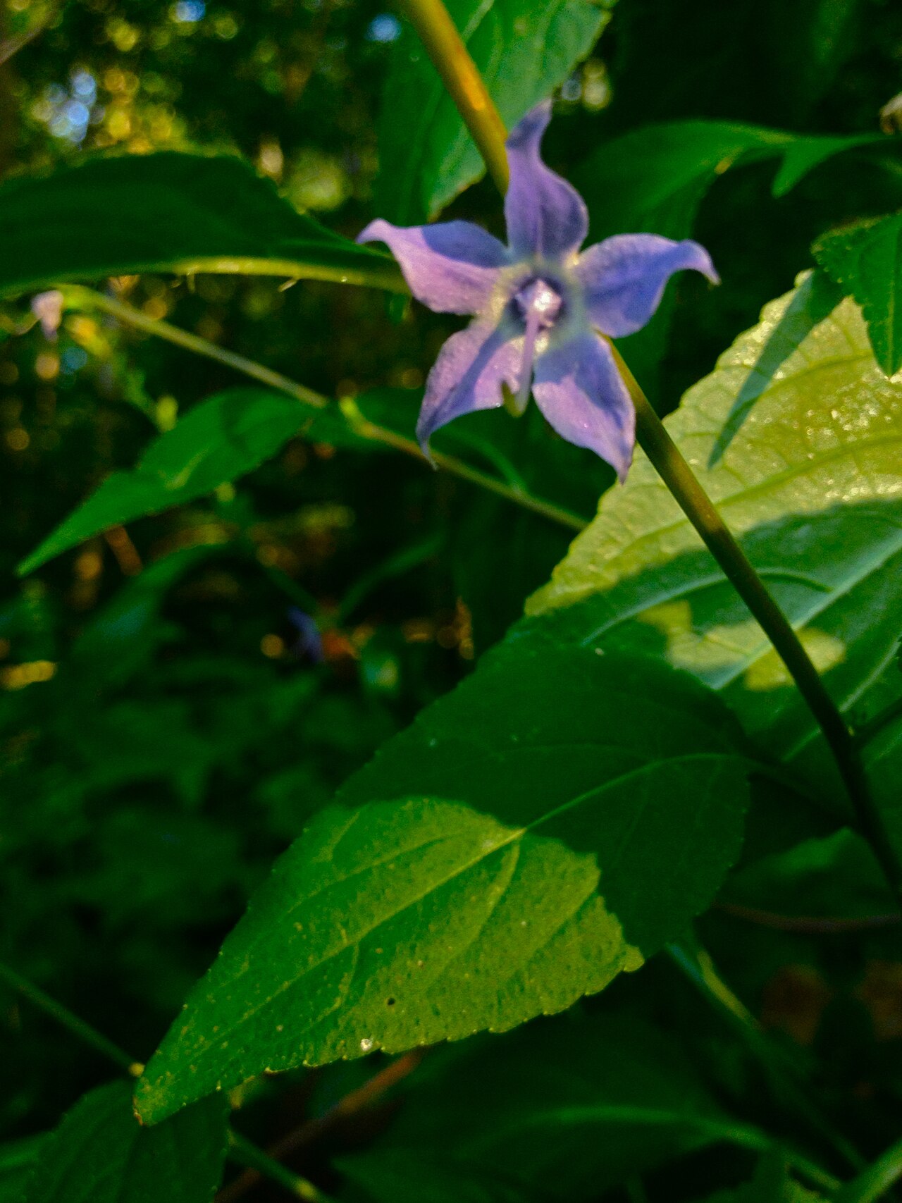 American bellflower: Blurry photo of Campanula americana in flower. This is a native plant growing wild along the Potomac Heritage Trail, in Fairfax county Virginia, USA. This speci