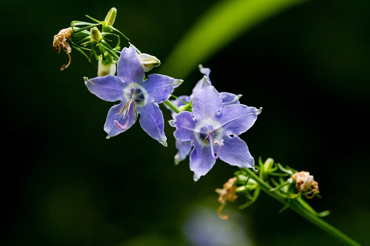 American bellflower: Campanula americana at McCormick's Creek State Park along Trail 5, Owen County, Indiana, 9 Jul 2012.