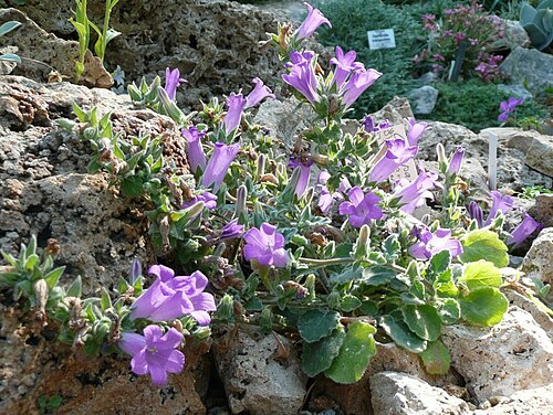 Campanula andrewsii: Campanula, Botanischer Garten Erlangen, 2008