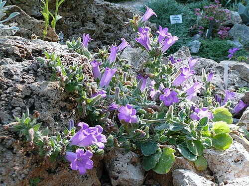 Campanula andrewsii: Campanula in Botanischer Garten Erlangen, 2008