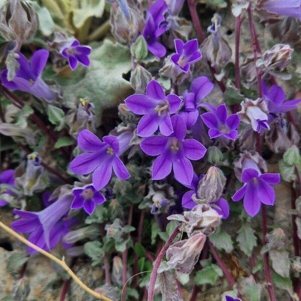 Campanula andrewsii (Campanula andrewsii)