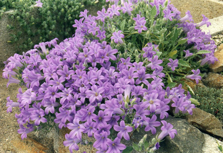 Campanula andrewsii: Campanula andrewsii