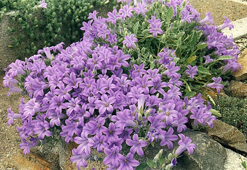 Campanula andrewsii: Campanula andrewsii