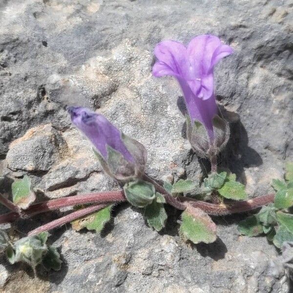 Campanula andrewsii (Campanula andrewsii)