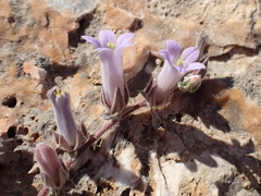 Campanula andrewsii (Campanula andrewsii)