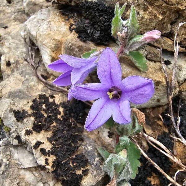 Campanula andrewsii (Campanula andrewsii)