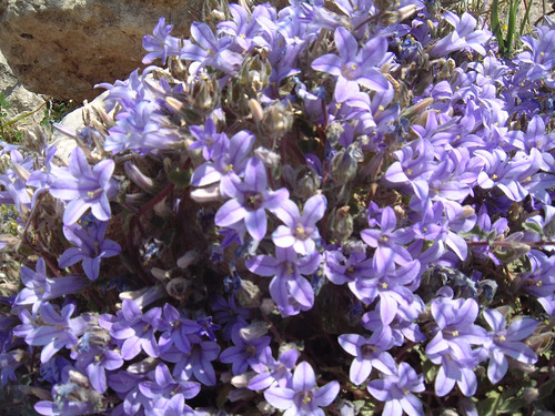 Campanula andrewsii (Campanula andrewsii)