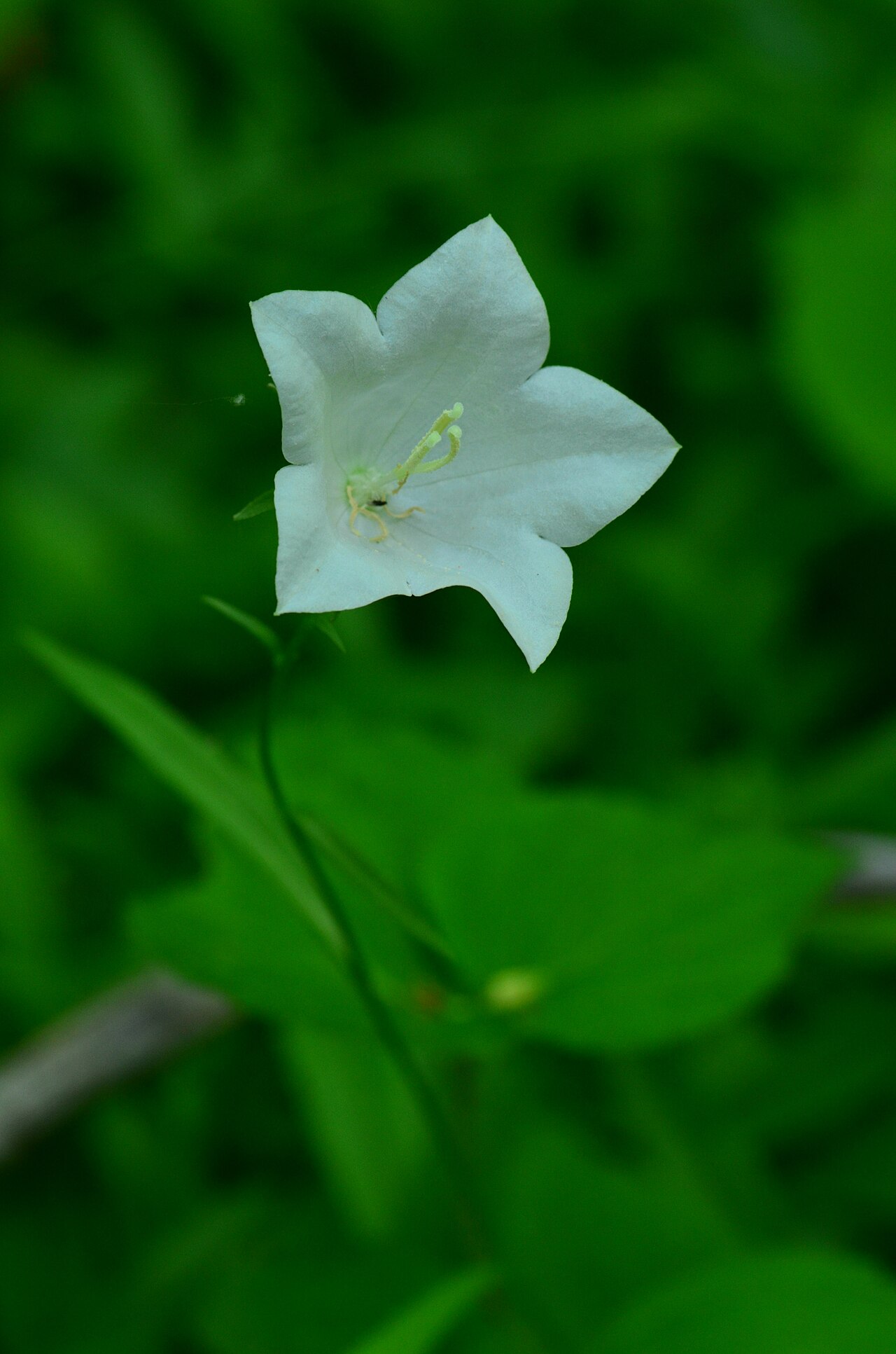 Marsh bellflower: Marsh bellflower, Campanula aparinoides on July 13, 2013 at Ellison Bluff Wisconsin State Natural Area #378 in the Town of Liberty Grove, Door County, Wisconsin