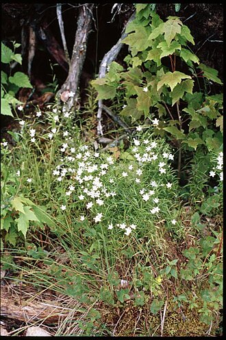 Marsh bellflower: Campanula_aparinoides_2-eheep