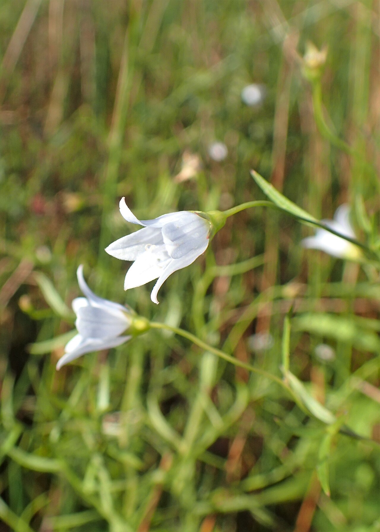 Marsh bellflower: Campanula aparinoides in Chicago Botanic Garden