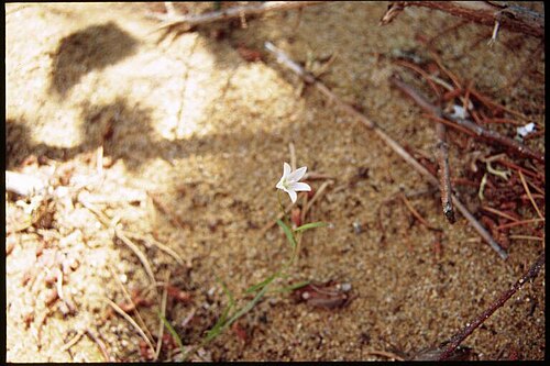 Marsh bellflower: Campanula_aparinoides_5-eheep