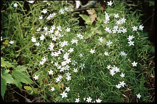 Marsh bellflower: Campanula_aparinoides_1-eheep