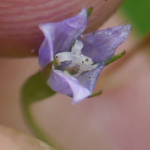 Campanula aristata: Campanula aristata