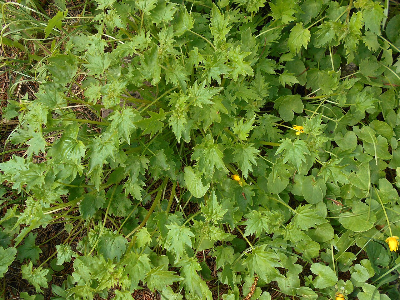 Campanula armena: Zrostka armeńska ( Symphyandra armena ), Ogród Botaniczny UMCS w Lublinie.