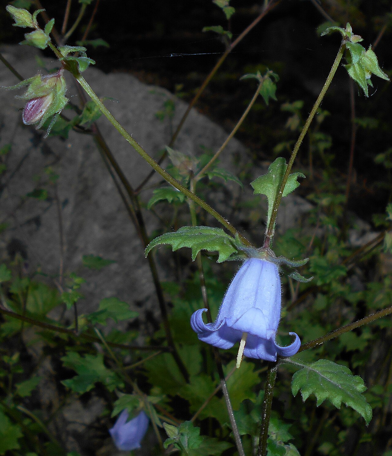 Campanula armena: Zrostka armeńska ( Symphyandra armena , syn. Campanula armena ), Ogród Botaniczny UMCS, Lublin, Polska.