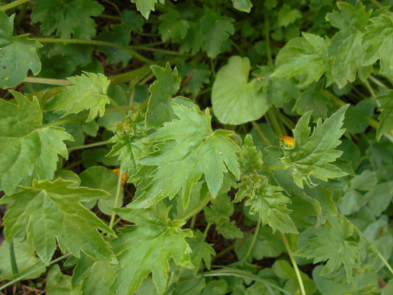 Campanula armena: Zrostka armeńska ( Symphyandra armena ), Ogród Botaniczny UMCS w Lublinie.