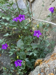 Campanula armena (Campanula armena)
