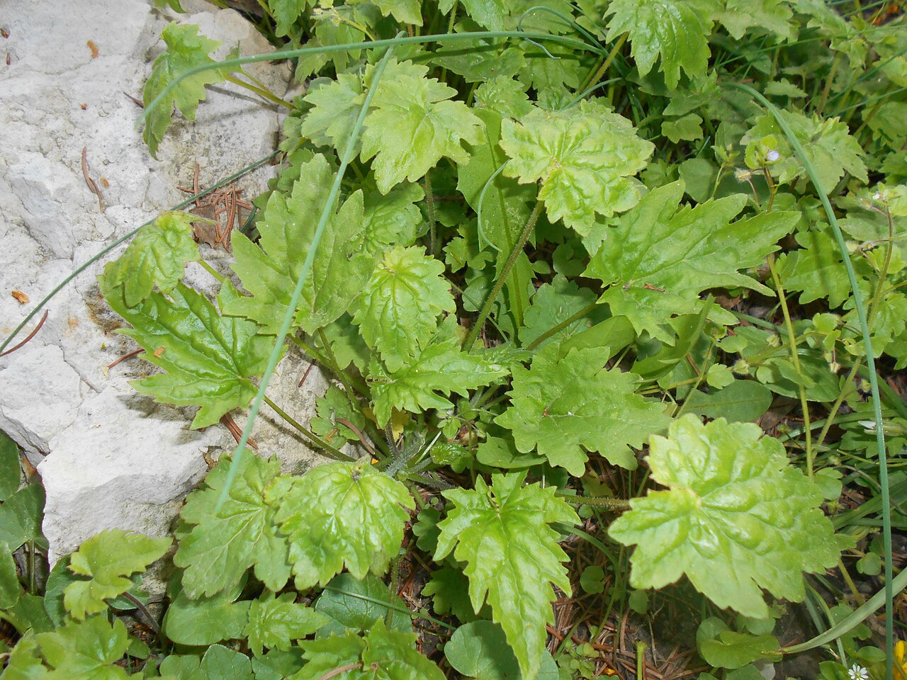 Campanula armena: Zrostka armeńska ( Symphyandra armena ), Ogród Botaniczny UMCS w Lublinie.