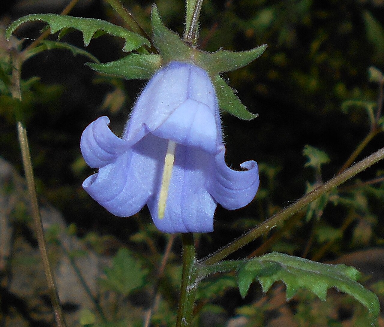 Campanula armena: Zrostka armeńska ( Symphyandra armena , syn. Campanula armena ), Ogród Botaniczny UMCS, Lublin, Polska.