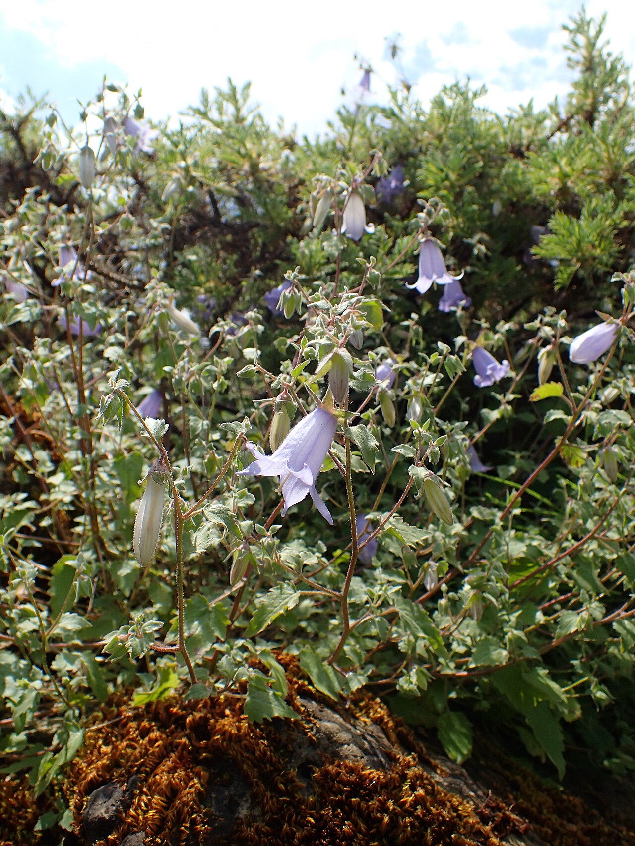 Campanula armena: Campanula armena in the Botanischer Garten, Berlin-Dahlem